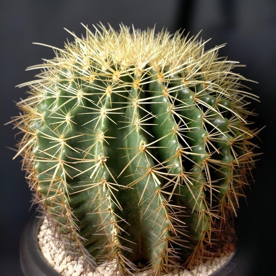 金鯱 キンシャチ クレンレイニア エキノカクタス 地植え ドライガーデン ロック