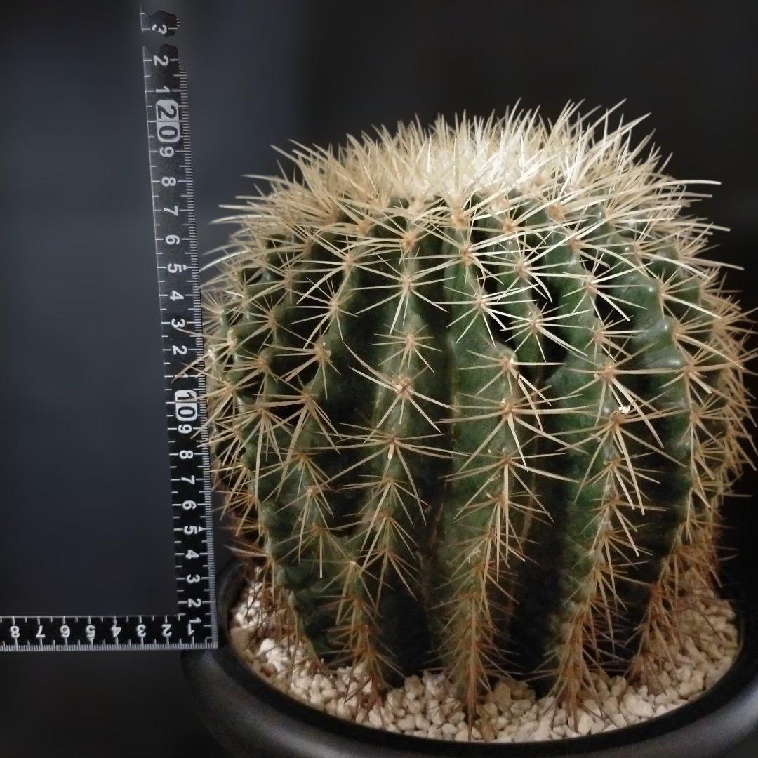 金鯱 キンシャチ クレンレイニア エキノカクタス 地植え ドライガーデン ロック