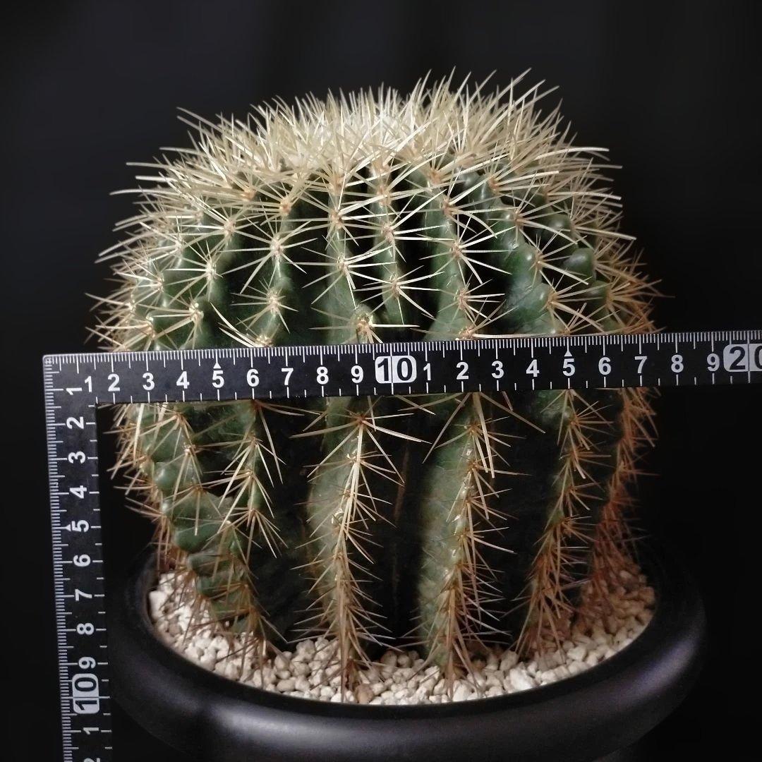 金鯱 キンシャチ クレンレイニア エキノカクタス 地植え ドライガーデン ロック