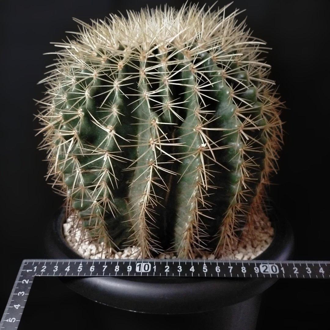 金鯱 キンシャチ クレンレイニア エキノカクタス 地植え ドライガーデン ロック