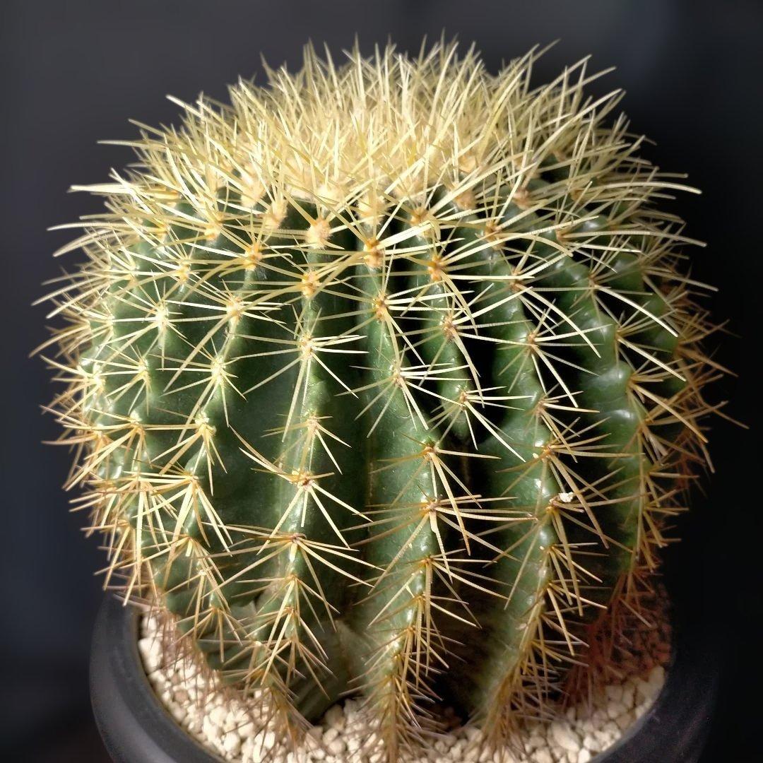 金鯱 キンシャチ クレンレイニア エキノカクタス 地植え ドライガーデン ロック