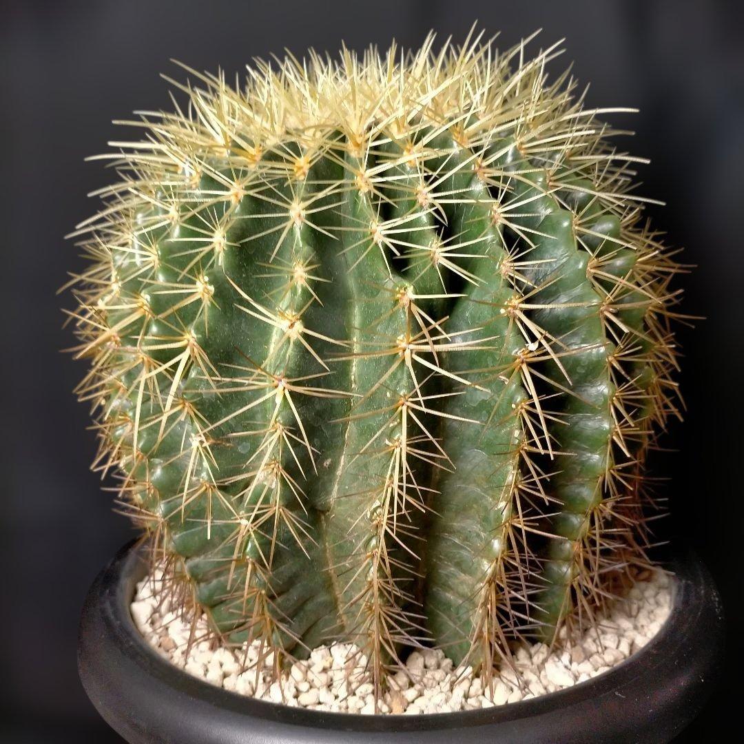 金鯱 キンシャチ クレンレイニア エキノカクタス 地植え ドライガーデン ロック