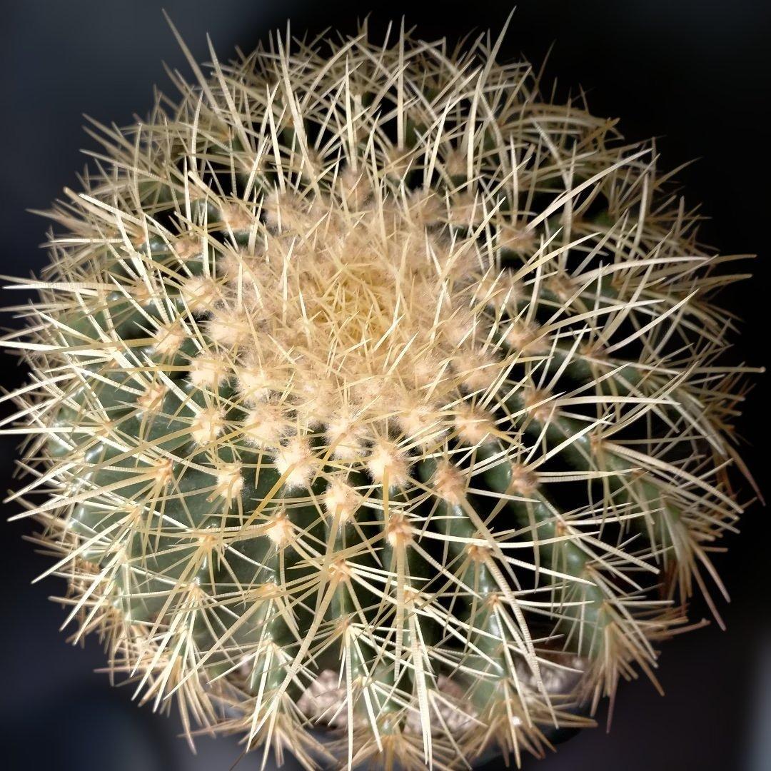 金鯱 キンシャチ クレンレイニア エキノカクタス 地植え ドライガーデン ロック