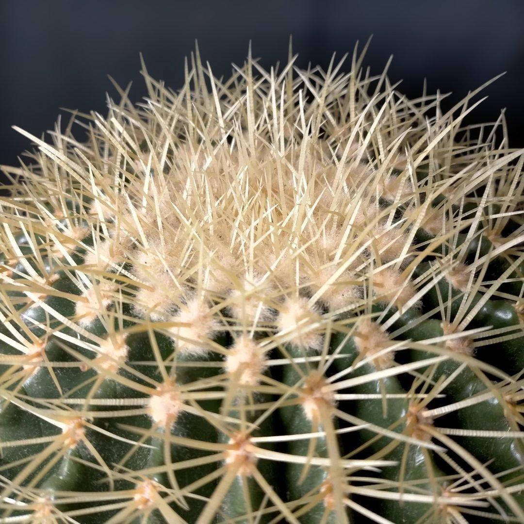 金鯱 キンシャチ クレンレイニア エキノカクタス 地植え ドライガーデン ロック
