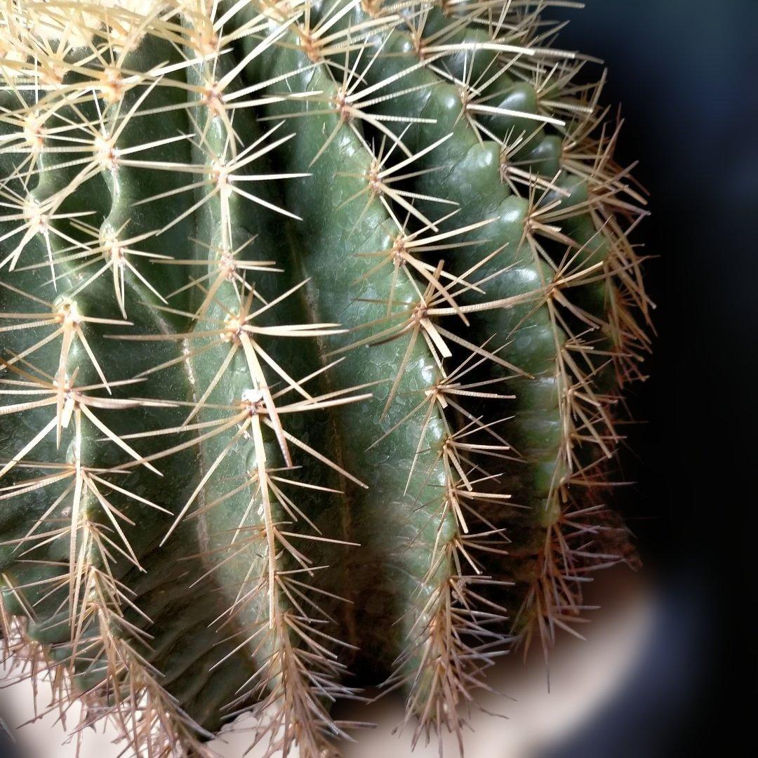 金鯱 キンシャチ クレンレイニア エキノカクタス 地植え ドライガーデン ロック