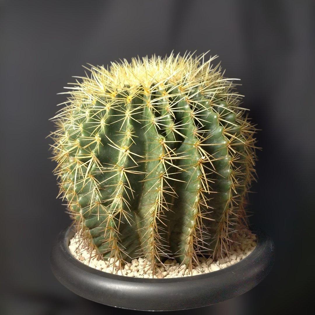 金鯱 キンシャチ クレンレイニア エキノカクタス 地植え ドライガーデン ロック