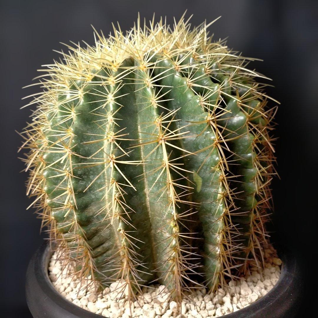 金鯱 キンシャチ クレンレイニア エキノカクタス 地植え ドライガーデン ロック