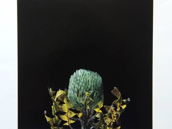 野田弘志、レッドプロティア、希少画集画、新品高級額、額装付、状態良好