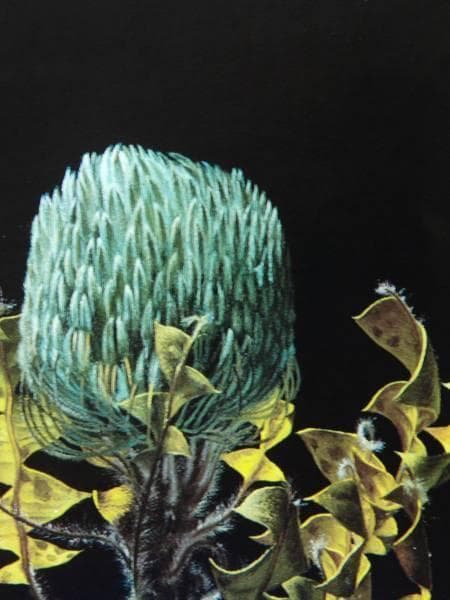 野田弘志、レッドプロティア、希少画集画、新品高級額、額装付、状態良好