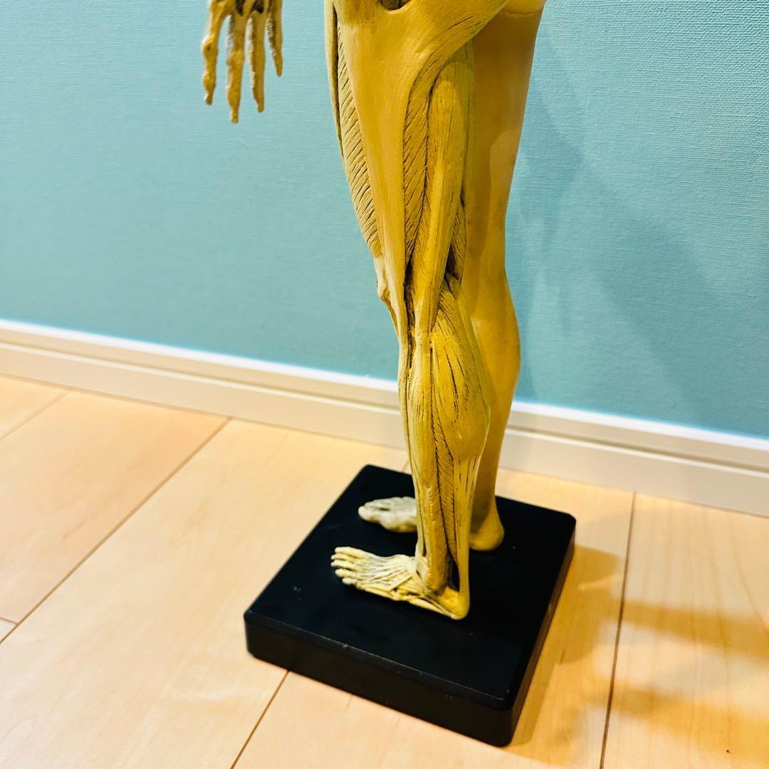 AnatomyTools　Female 1:3 Flesh 人体模型 アナトミー