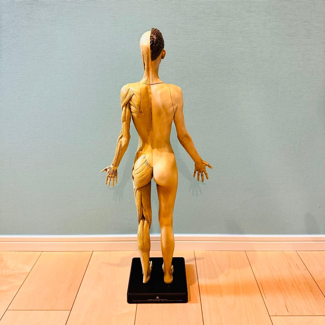 AnatomyTools　Female 1:3 Flesh 人体模型 アナトミー