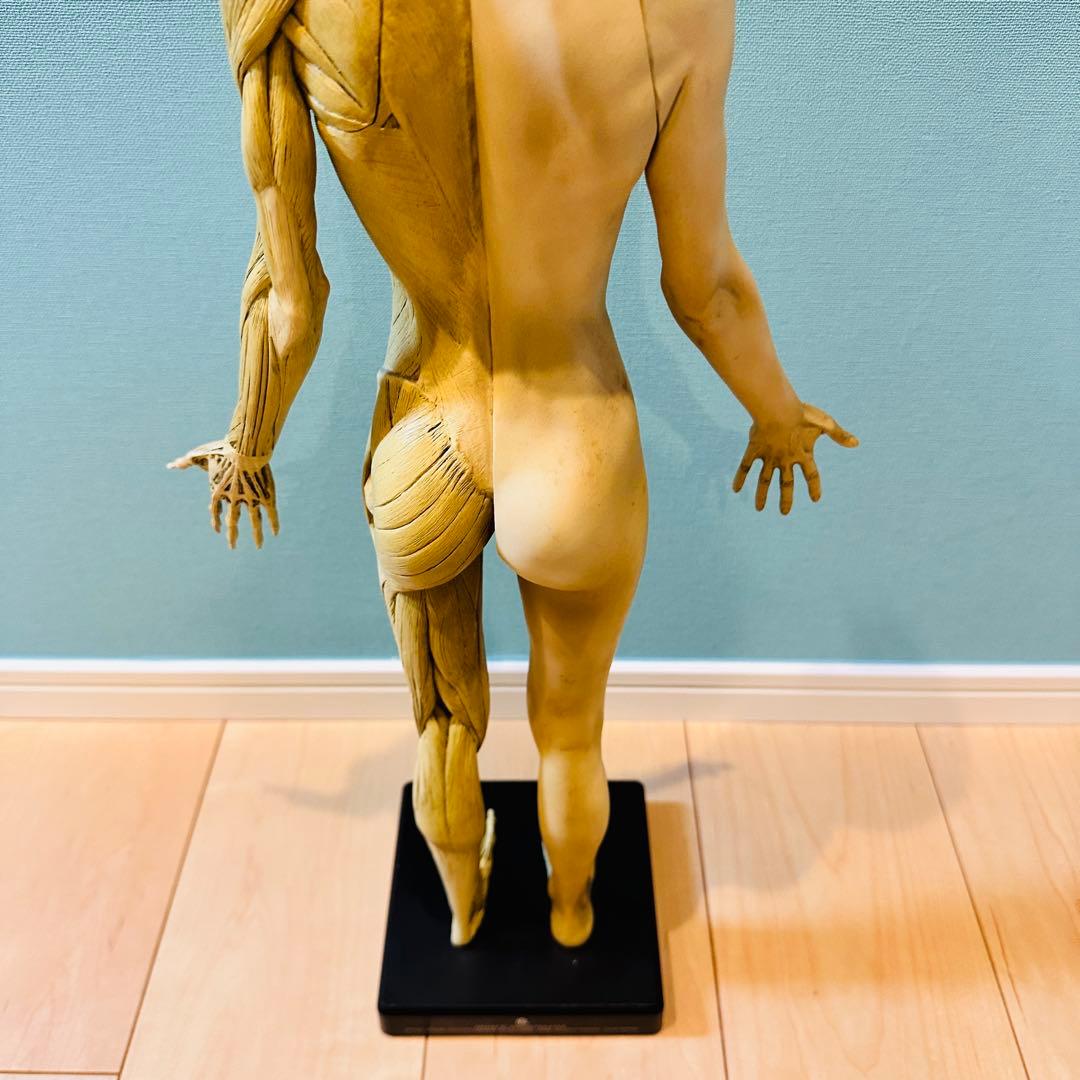 AnatomyTools　Female 1:3 Flesh 人体模型 アナトミー