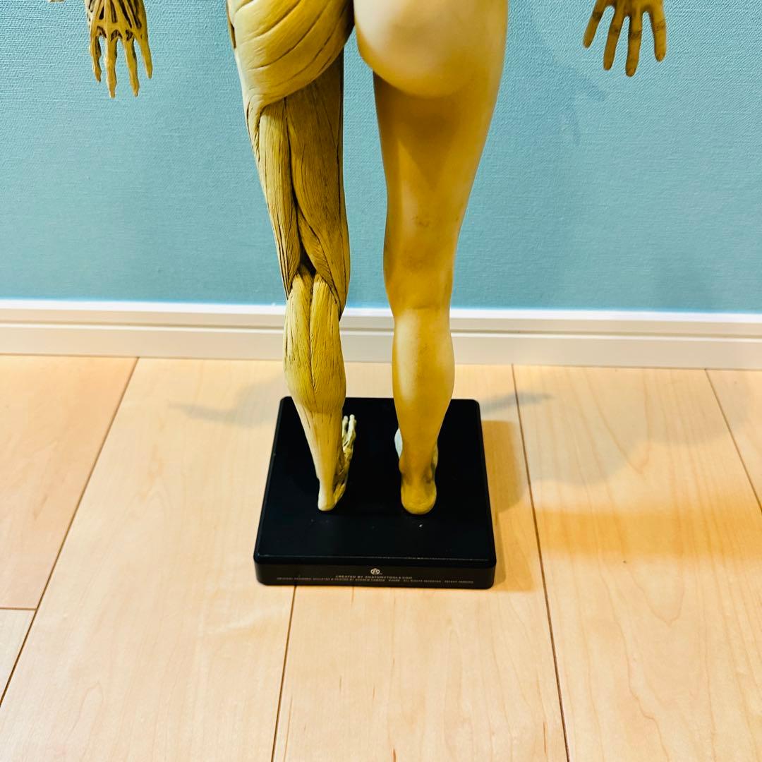 AnatomyTools　Female 1:3 Flesh 人体模型 アナトミー
