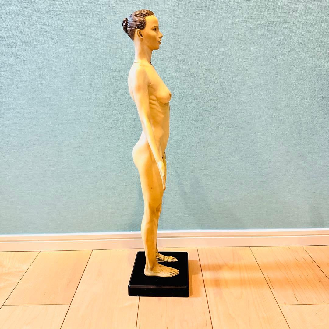 AnatomyTools　Female 1:3 Flesh 人体模型 アナトミー