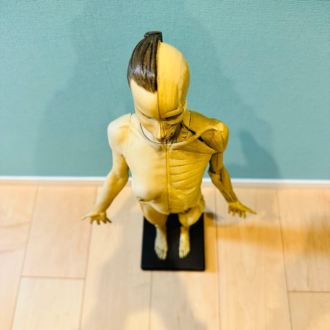 AnatomyTools　Female 1:3 Flesh 人体模型 アナトミー