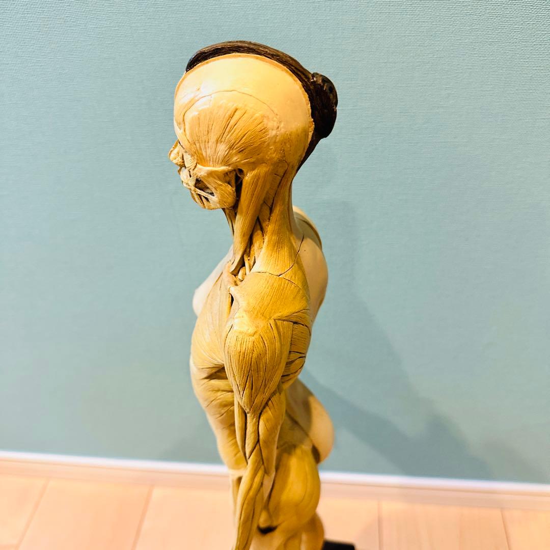 AnatomyTools　Female 1:3 Flesh 人体模型 アナトミー