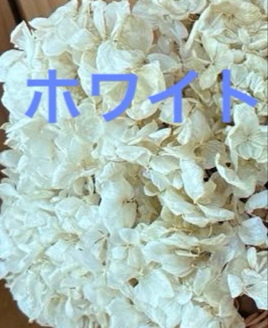 【オーダー専用】アジサイ ドライフラワー 第2期　青緑〜緑青〜黄緑〜紫〜ベージュ