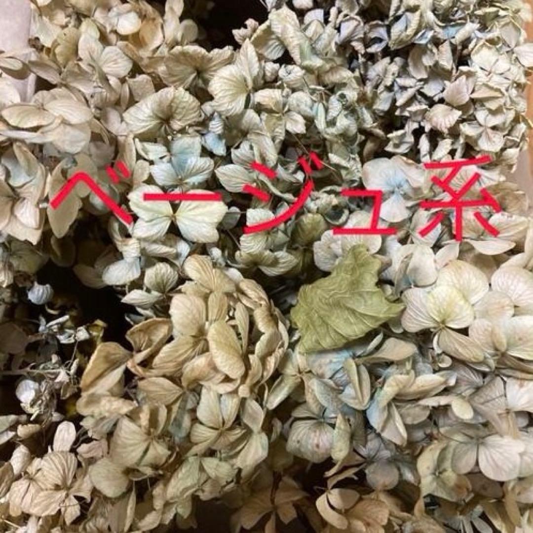 【オーダー専用】アジサイ ドライフラワー 第2期　青緑〜緑青〜黄緑〜紫〜ベージュ