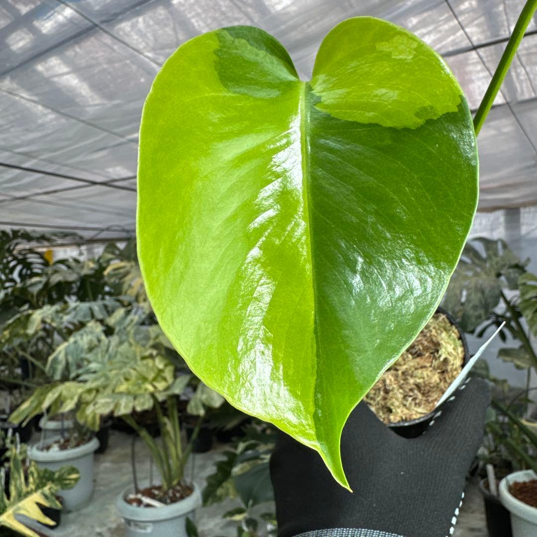 4 モンステラ　デリシオーサ　イエローマリリン　黄斑入り