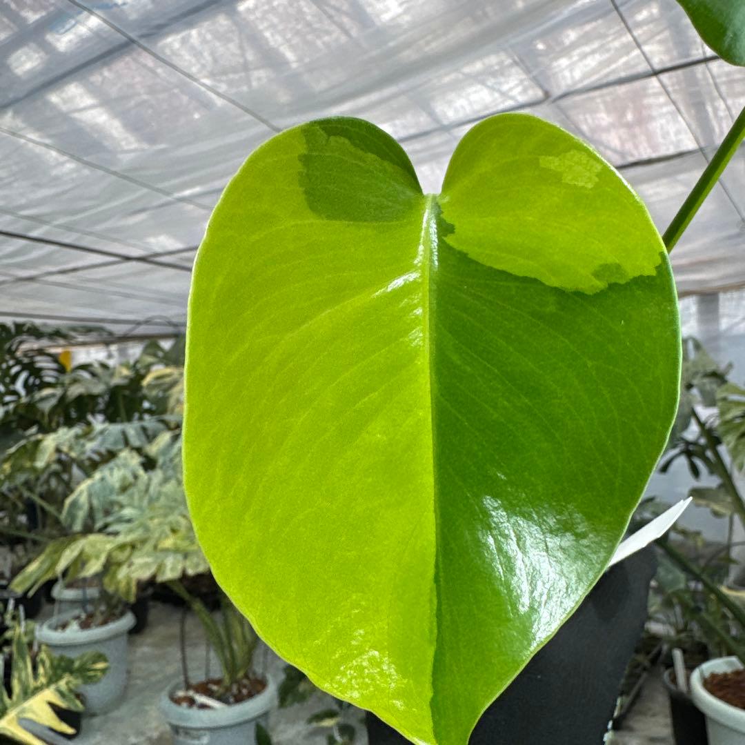 4 モンステラ　デリシオーサ　イエローマリリン　黄斑入り