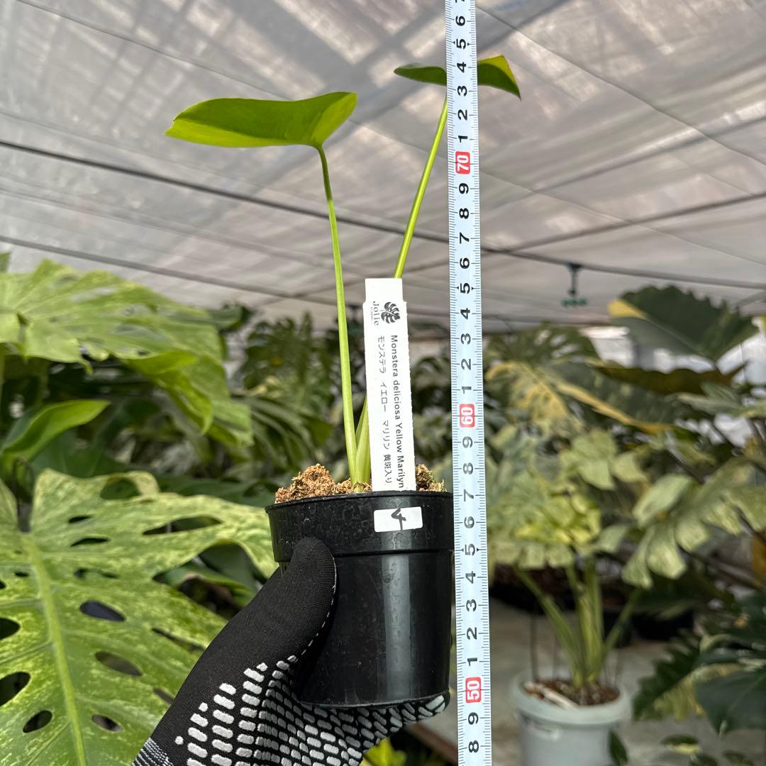 4 モンステラ　デリシオーサ　イエローマリリン　黄斑入り