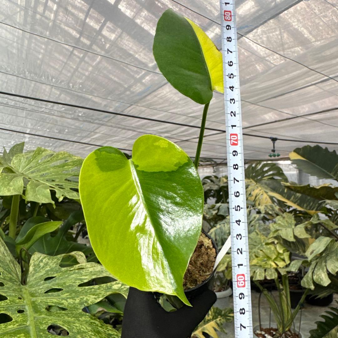 4 モンステラ　デリシオーサ　イエローマリリン　黄斑入り