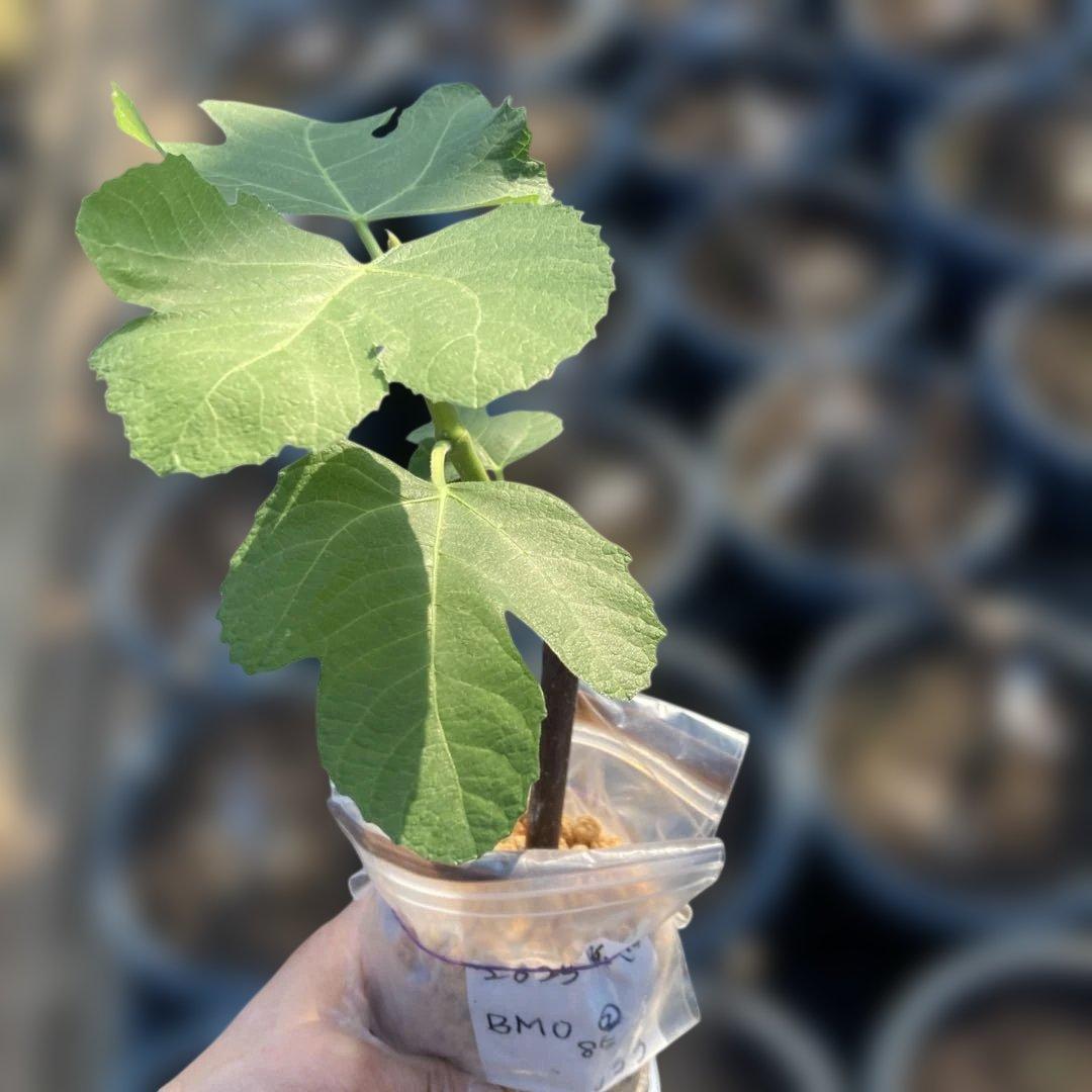 E いちじく苗木セットJamal Al Asfar他計６株セット