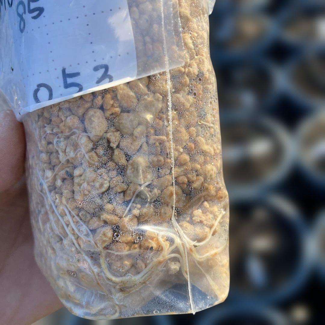 E いちじく苗木セットJamal Al Asfar他計６株セット