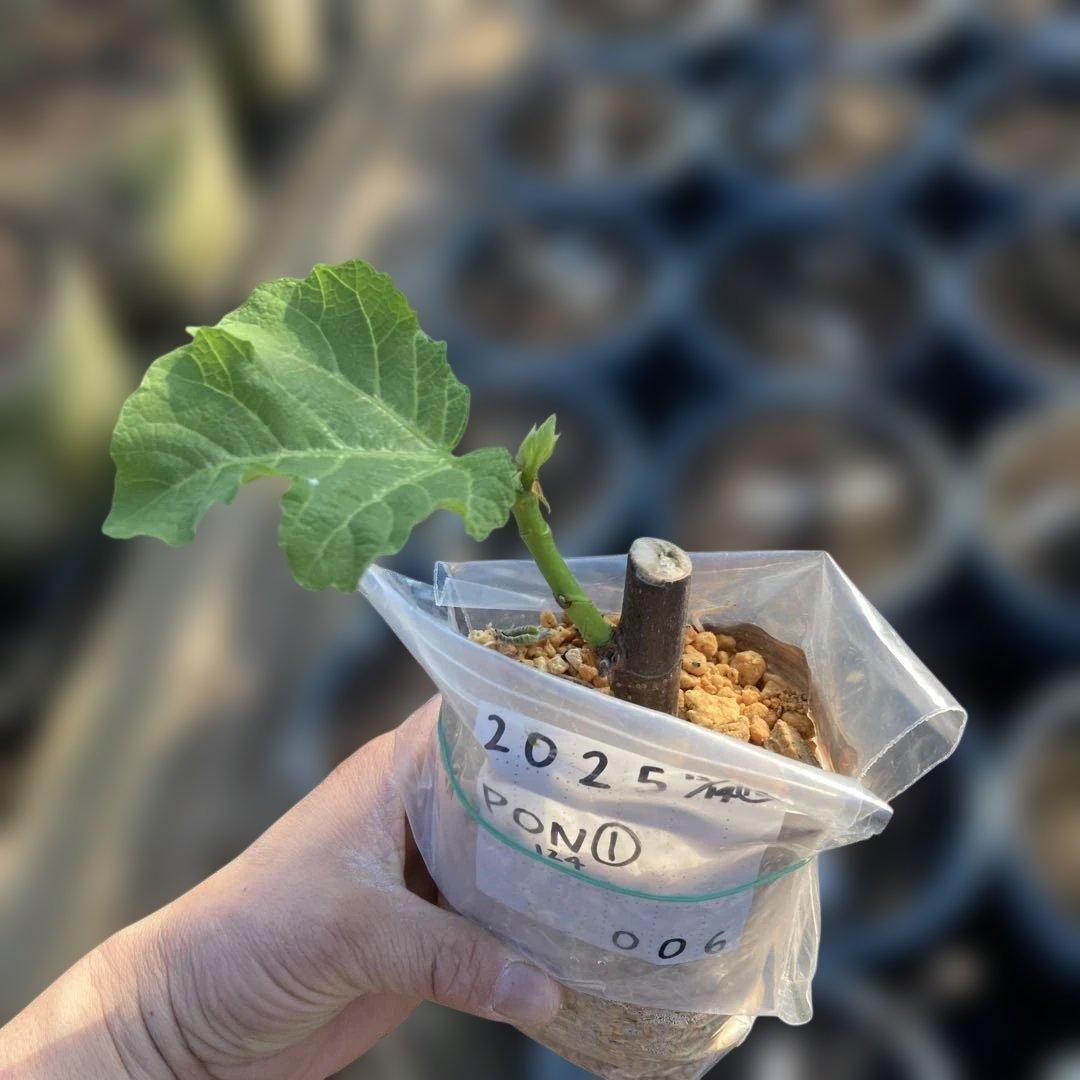 E いちじく苗木セットJamal Al Asfar他計６株セット