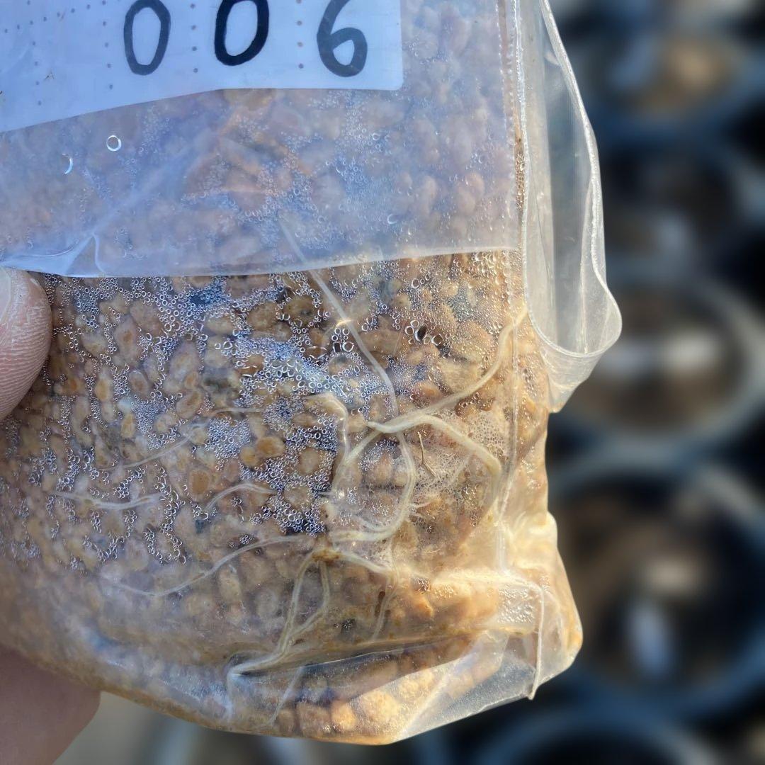 E いちじく苗木セットJamal Al Asfar他計６株セット