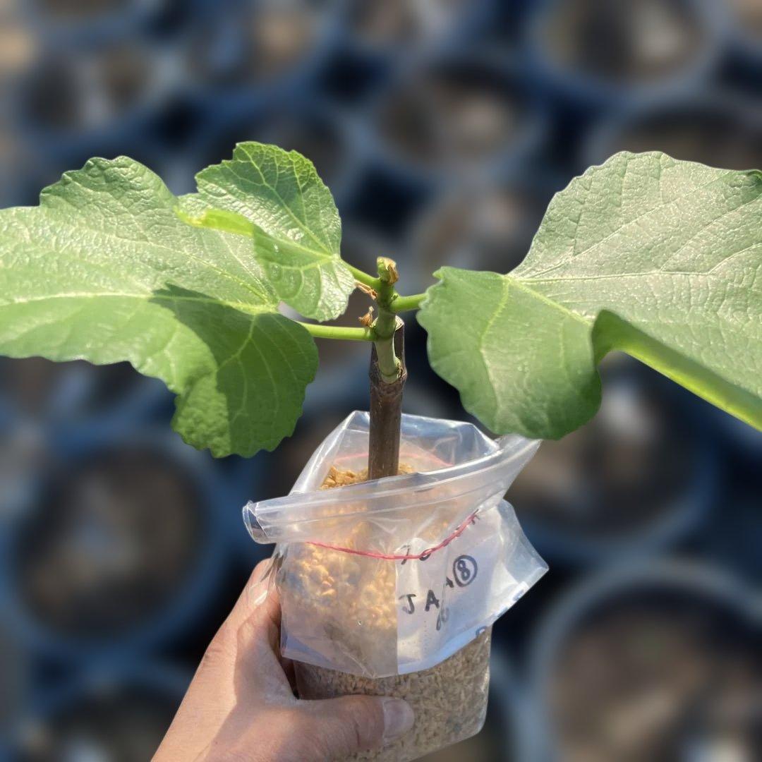 E いちじく苗木セットJamal Al Asfar他計６株セット