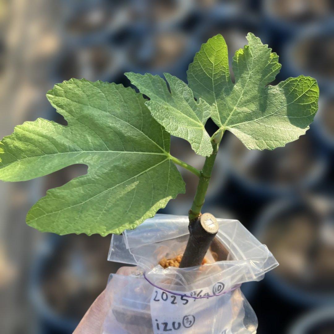 E いちじく苗木セットJamal Al Asfar他計６株セット