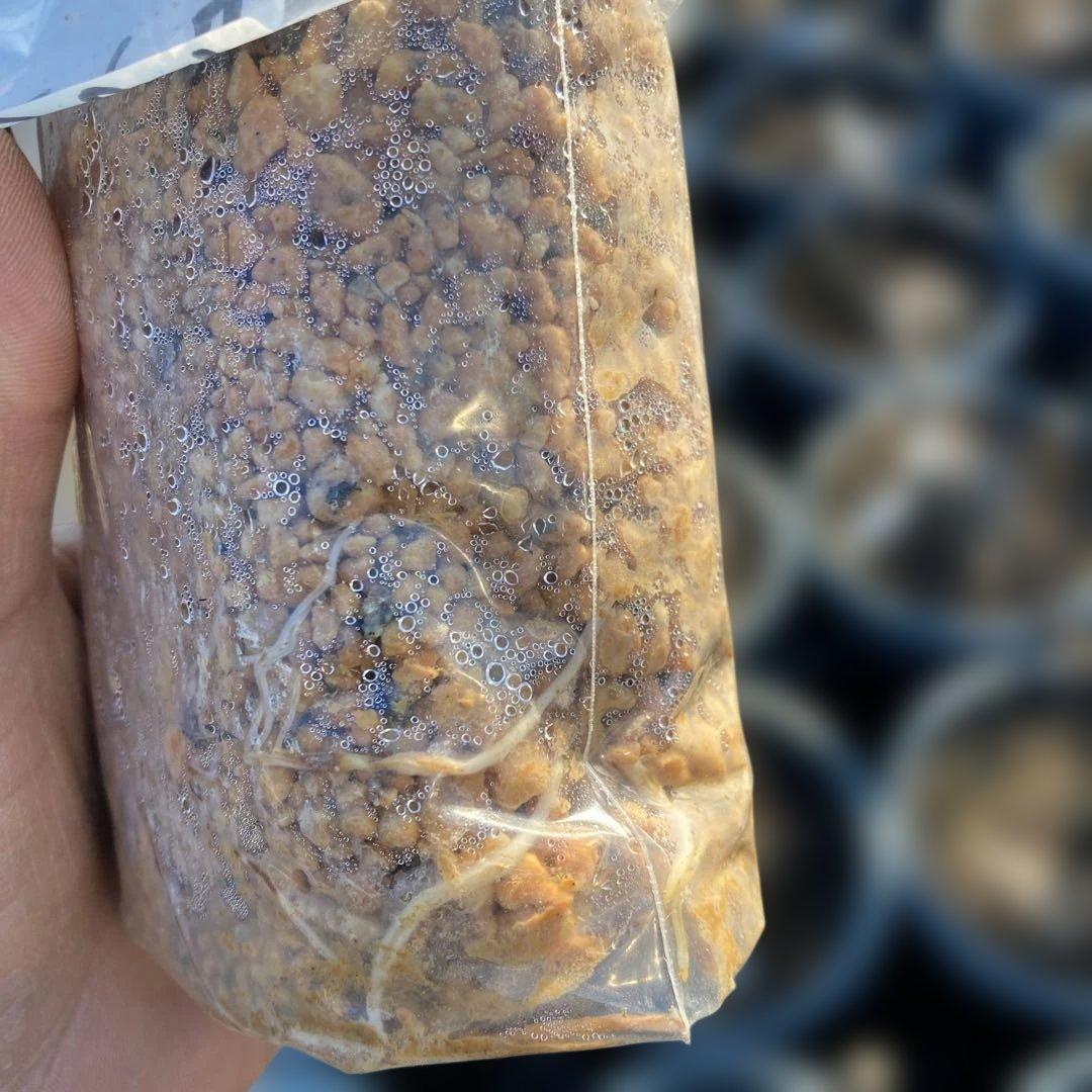 E いちじく苗木セットJamal Al Asfar他計６株セット