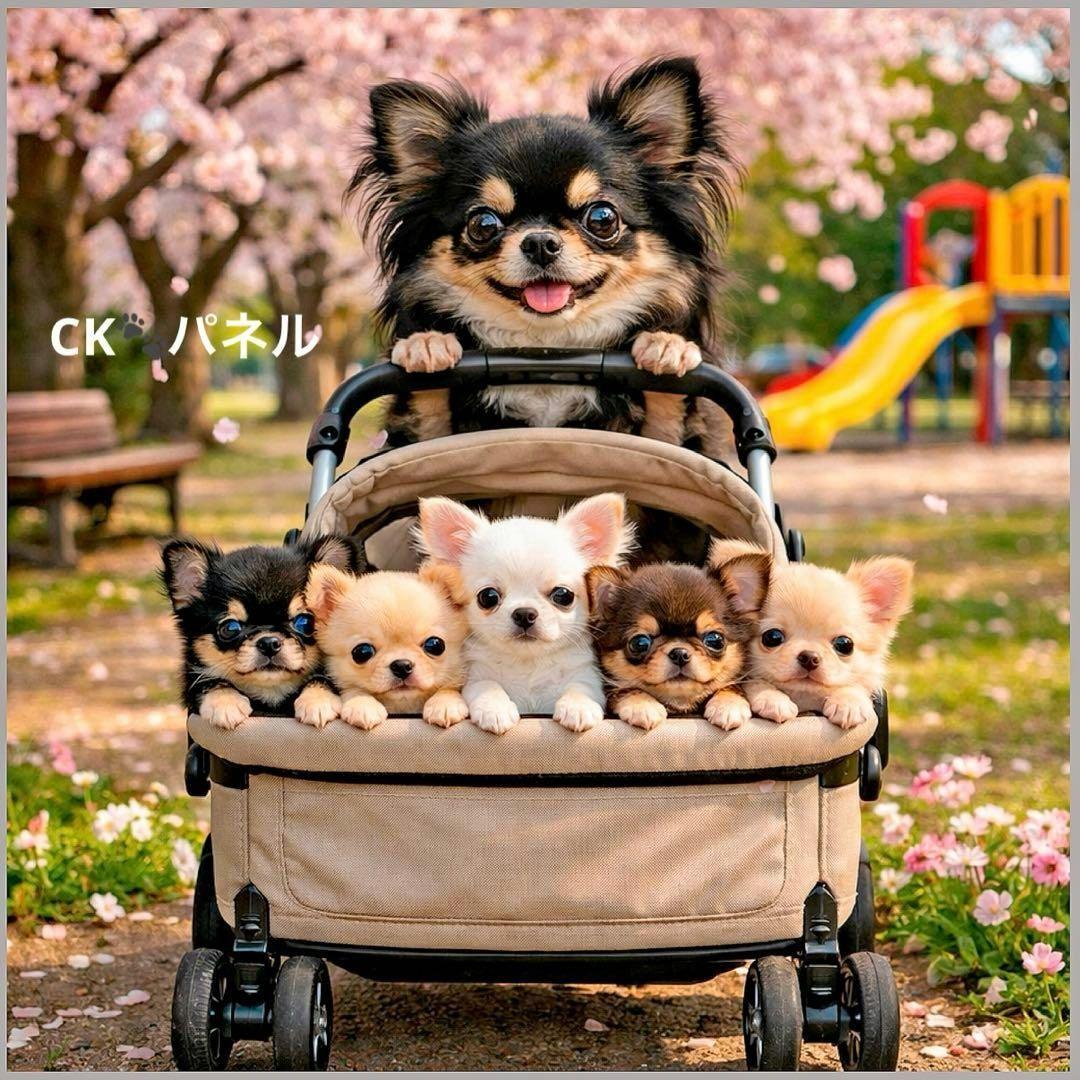 激レアベビーカーを引くポメラニアン、チワワ、柴犬、マルチーズ、パグ、トイプー