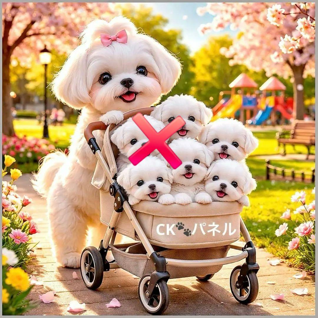 激レアベビーカーを引くポメラニアン、チワワ、柴犬、マルチーズ、パグ、トイプー