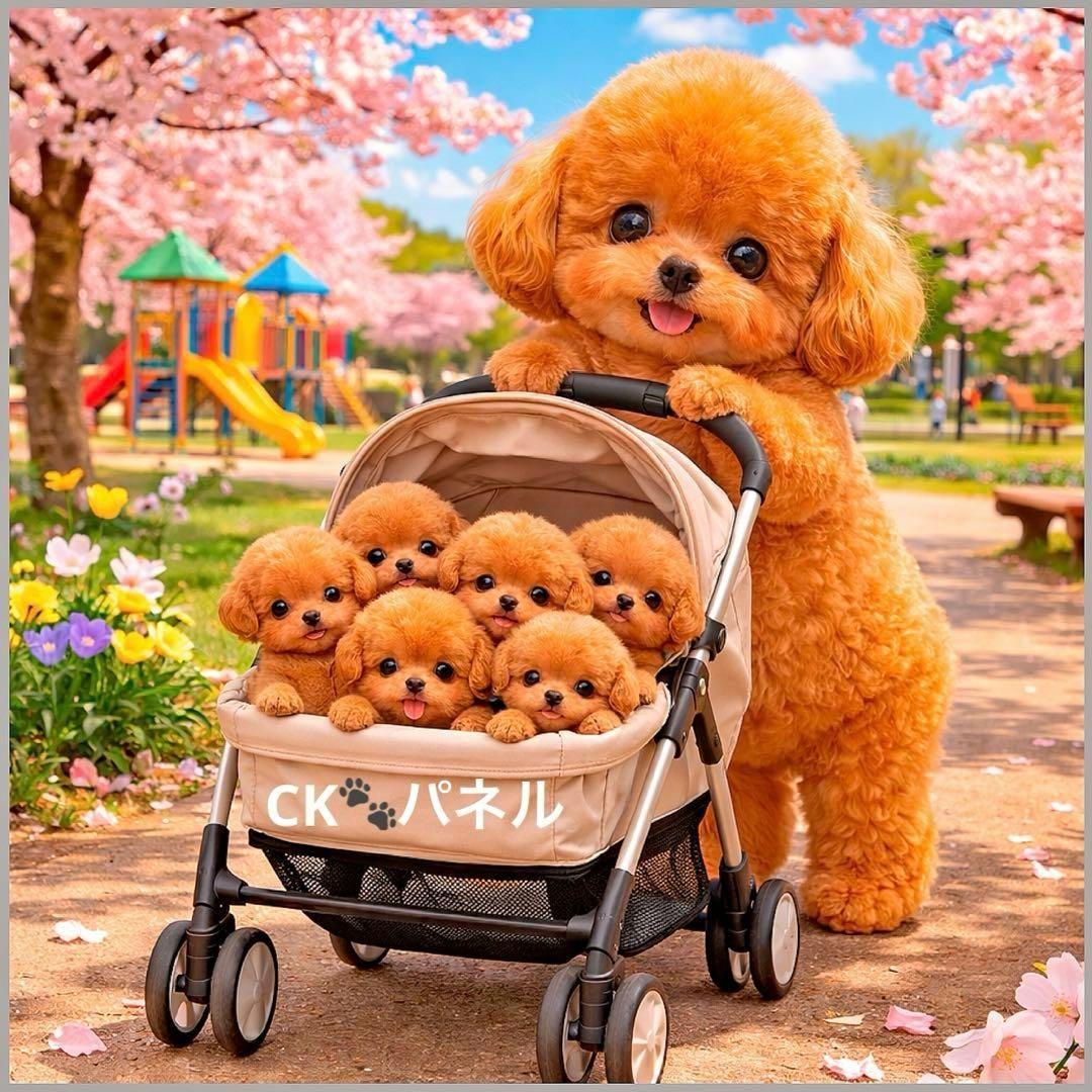 激レアベビーカーを引くポメラニアン、チワワ、柴犬、マルチーズ、パグ、トイプー