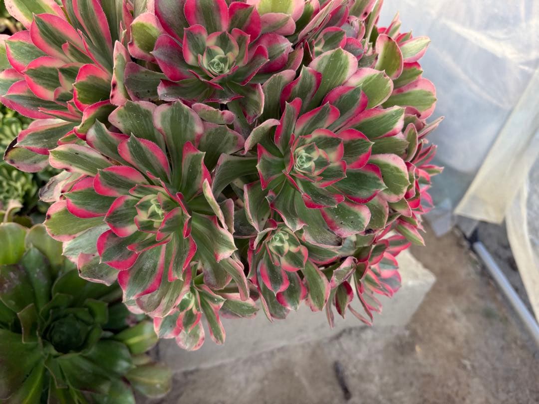 アエオニウム　七彩石法師錦