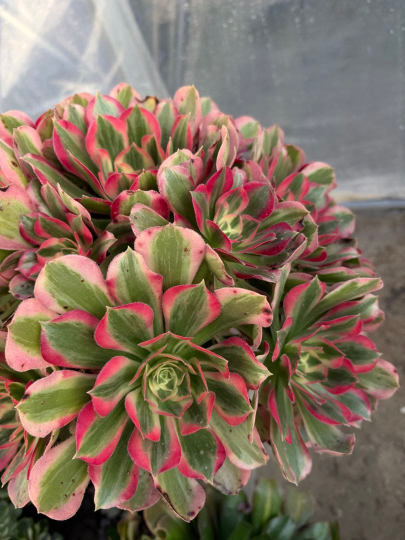 アエオニウム　七彩石法師錦