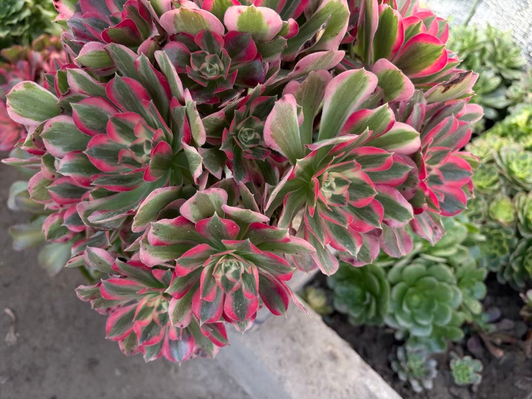 アエオニウム　七彩石法師錦