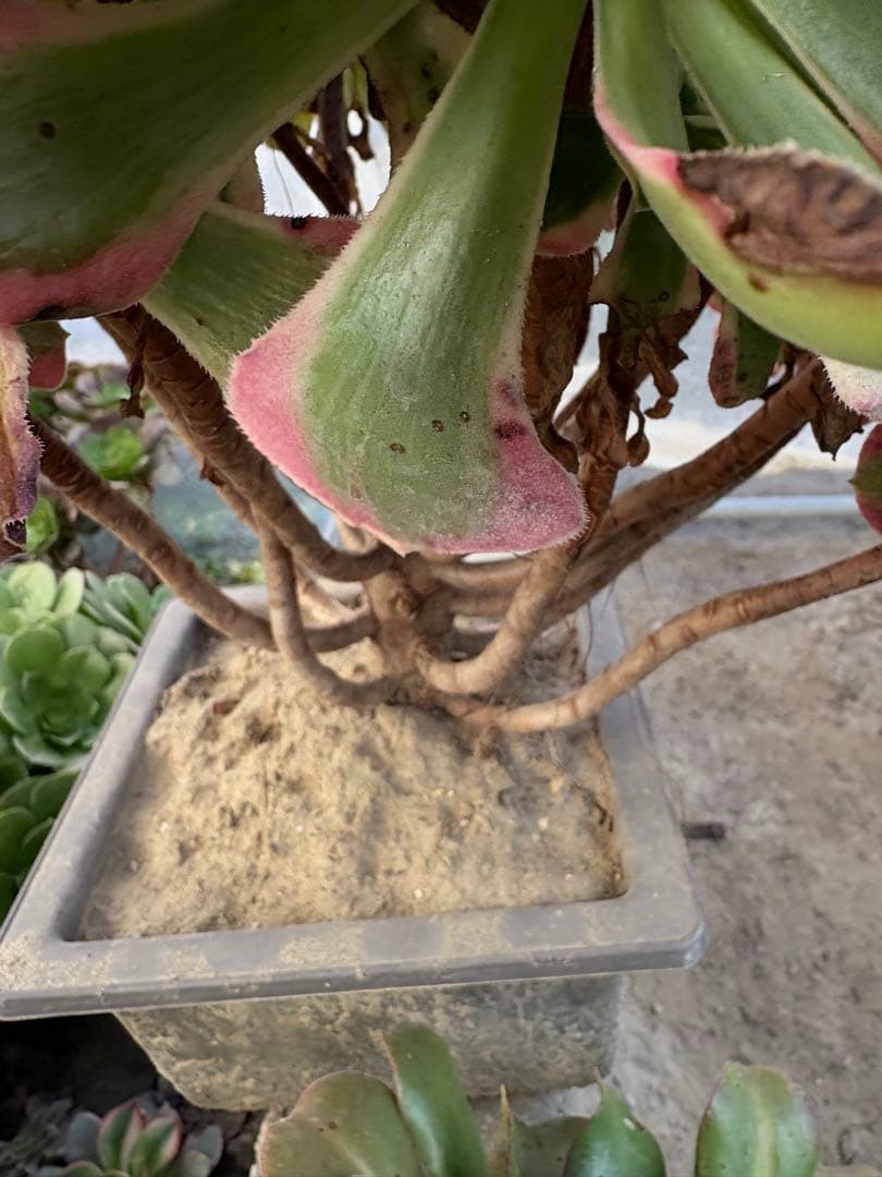 アエオニウム　七彩石法師錦