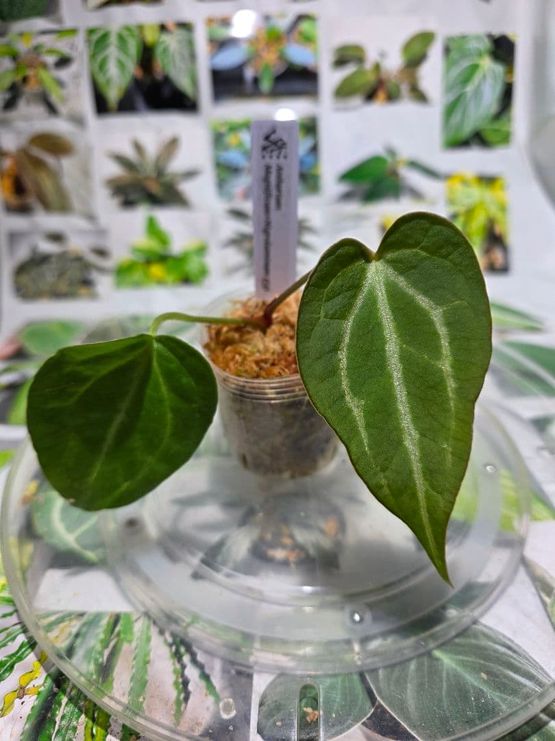 熱帯植物　❇️レア個体❇️　アンスリウム　マグニフィカム×ギギ