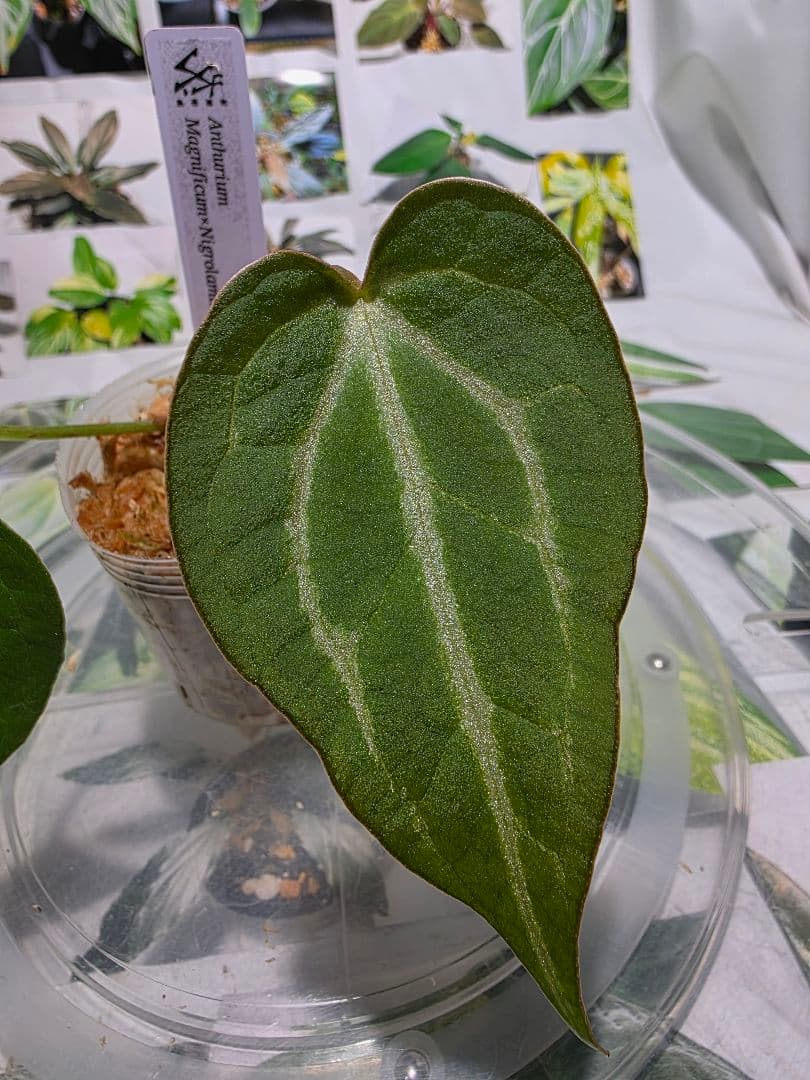 熱帯植物　❇️レア個体❇️　アンスリウム　マグニフィカム×ギギ
