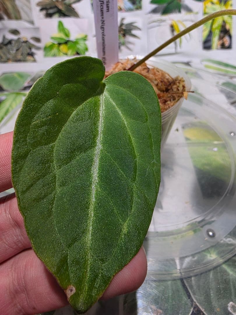 熱帯植物　❇️レア個体❇️　アンスリウム　マグニフィカム×ギギ