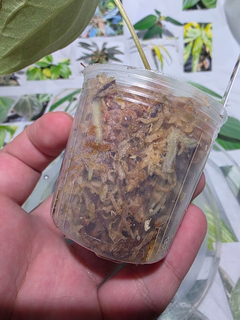 熱帯植物　❇️レア個体❇️　アンスリウム　マグニフィカム×ギギ