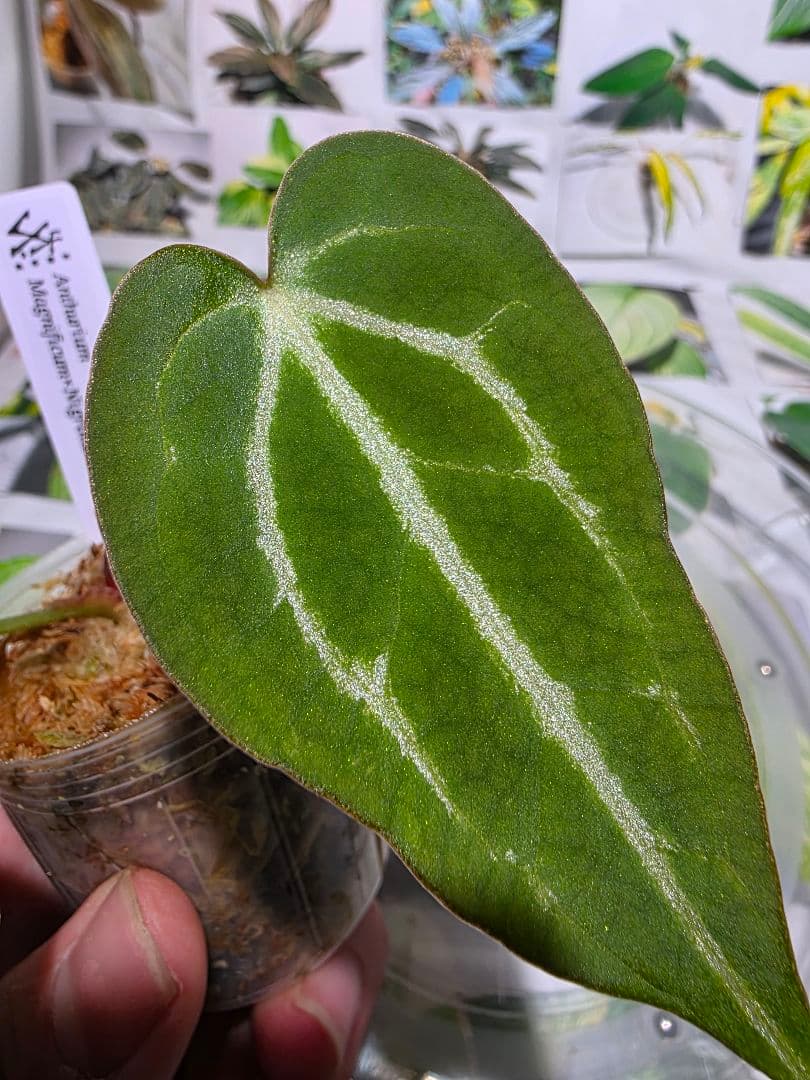 熱帯植物　❇️レア個体❇️　アンスリウム　マグニフィカム×ギギ