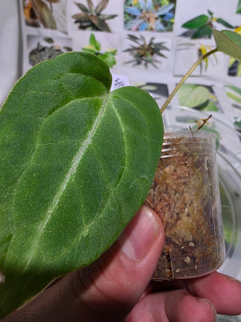 熱帯植物　❇️レア個体❇️　アンスリウム　マグニフィカム×ギギ