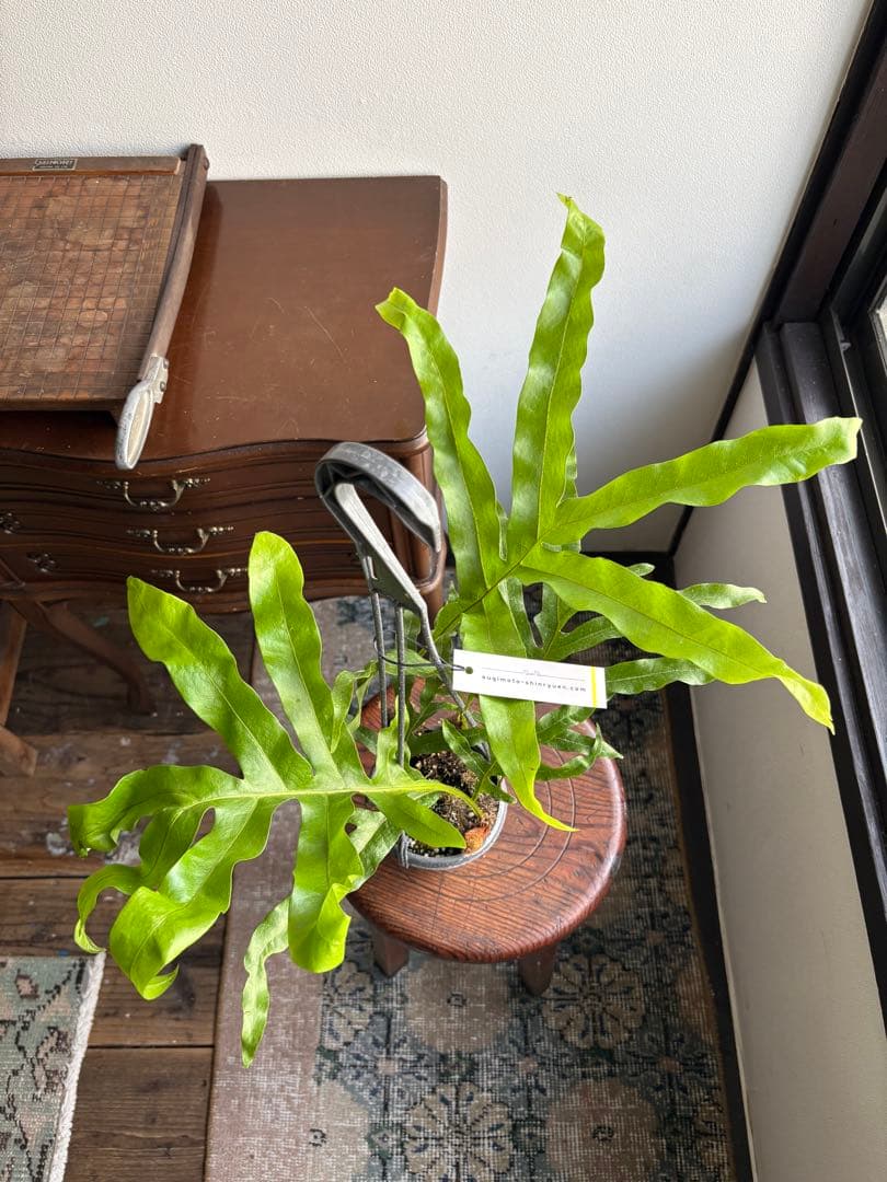 ドリナリア クエルシフォリア 3.5号 ①