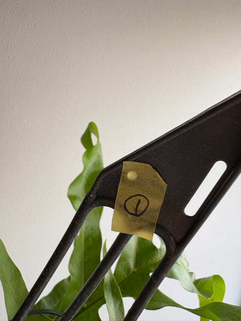 ドリナリア クエルシフォリア 3.5号 ①