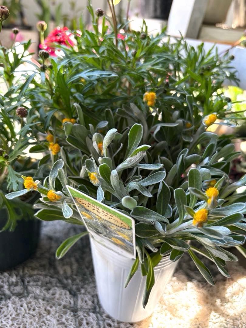 ぷらむ様　確認用　クリソセファラム