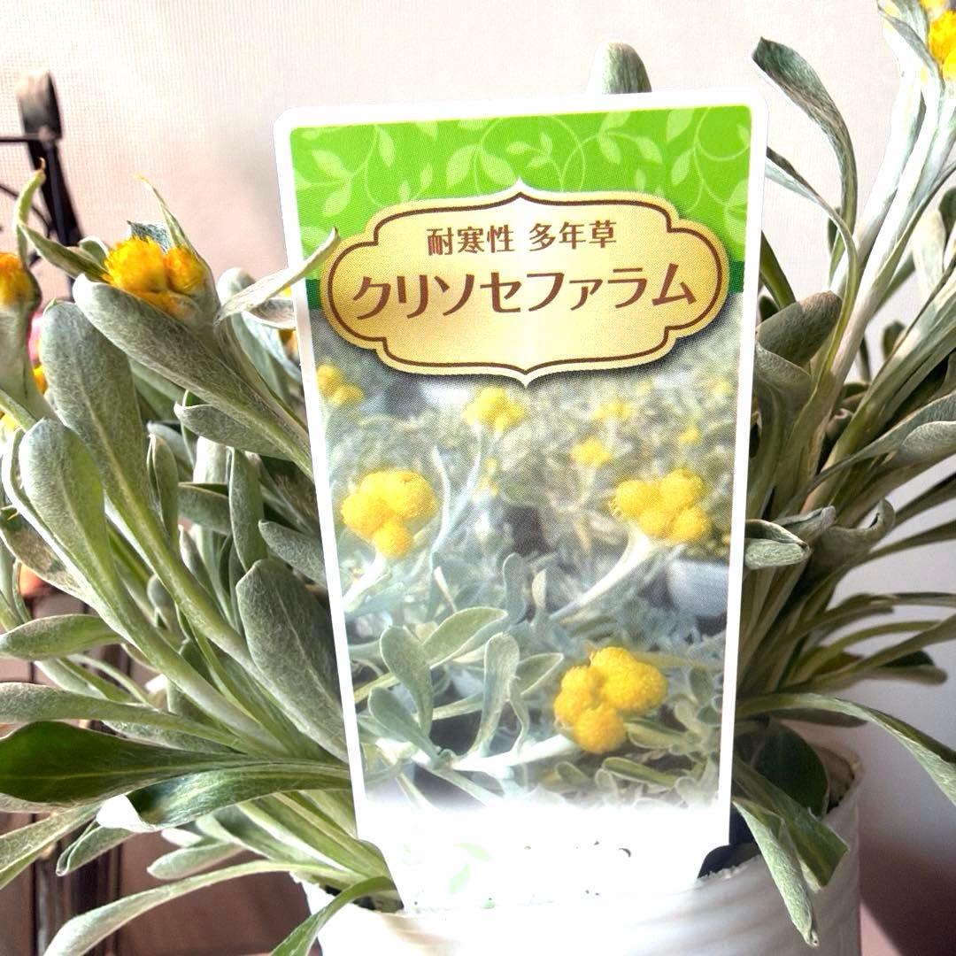 ぷらむ様　確認用　クリソセファラム